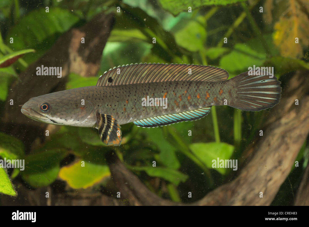 striped snakehead (Channa striatus), 20 cm, swimming Stock Photo