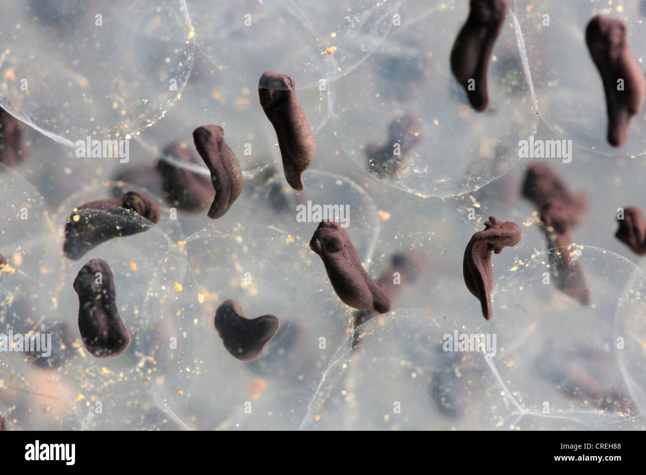 common frog, grass frog (Rana temporaria), tadpoles on spawn clumps, Germany, Bavaria Stock Photo