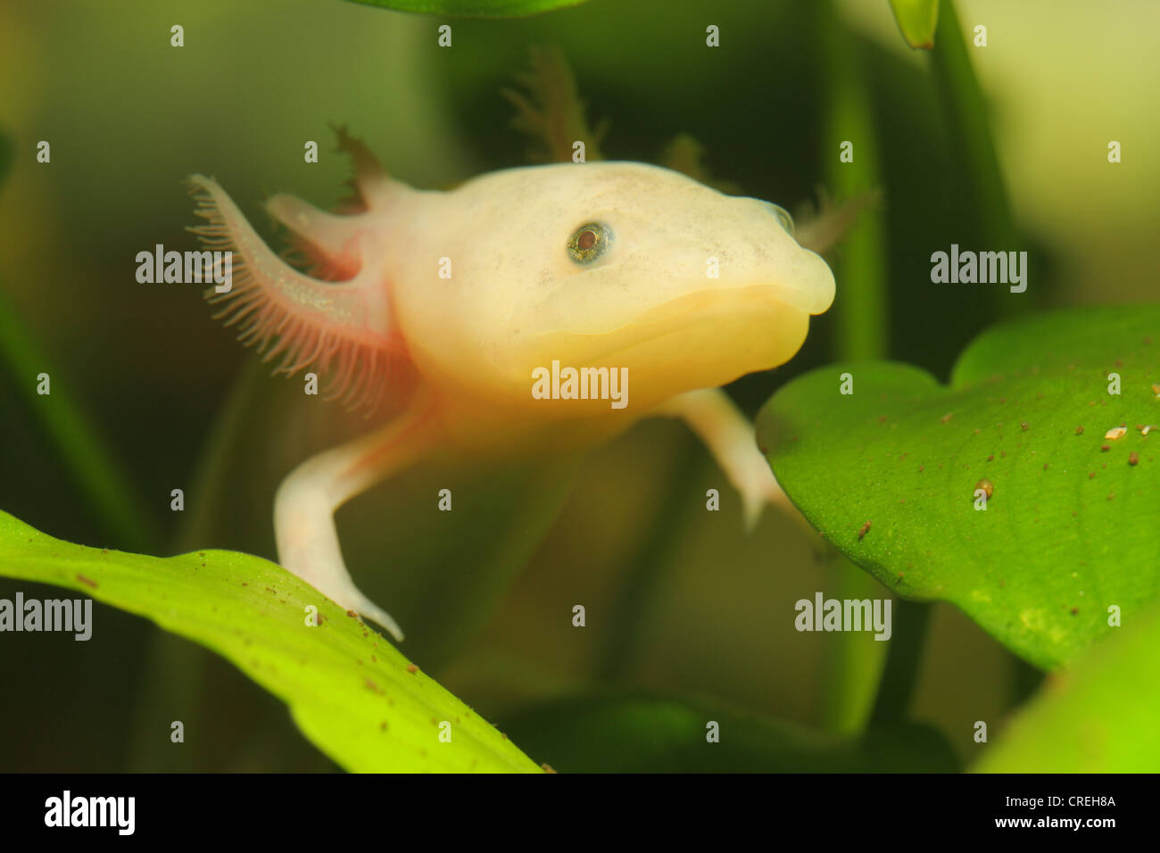 axolotl (Ambystoma mexicanum), albino, portrait Stock Photo