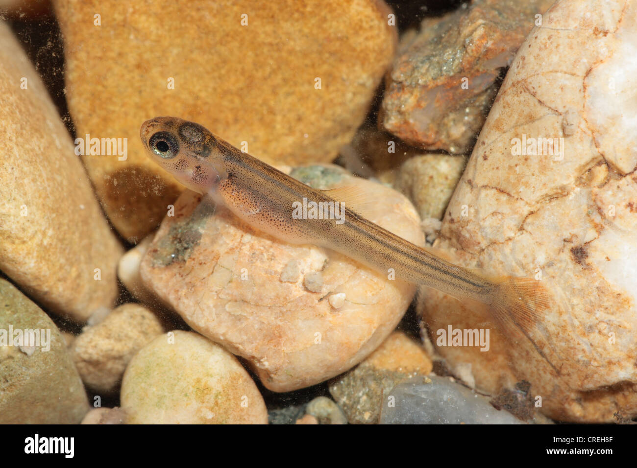 Juvenile at a brook hires stock photography and images Alamy