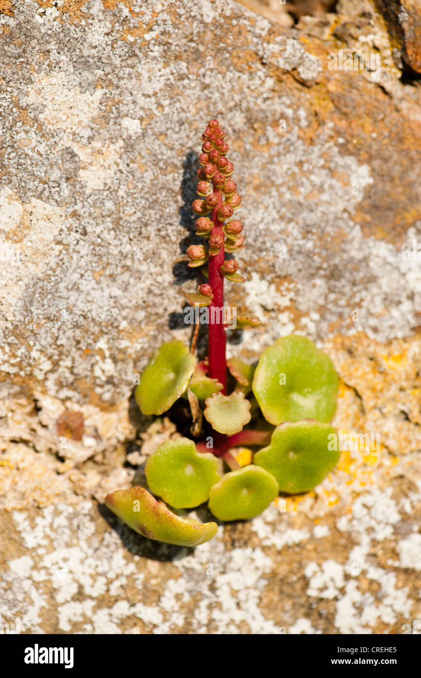 Umbilicus rupestris, Wall Pennywort or Navelwort, in flower Stock Photo