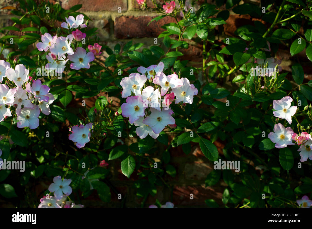 Rosa francis e lester hi-res stock photography and images - Alamy