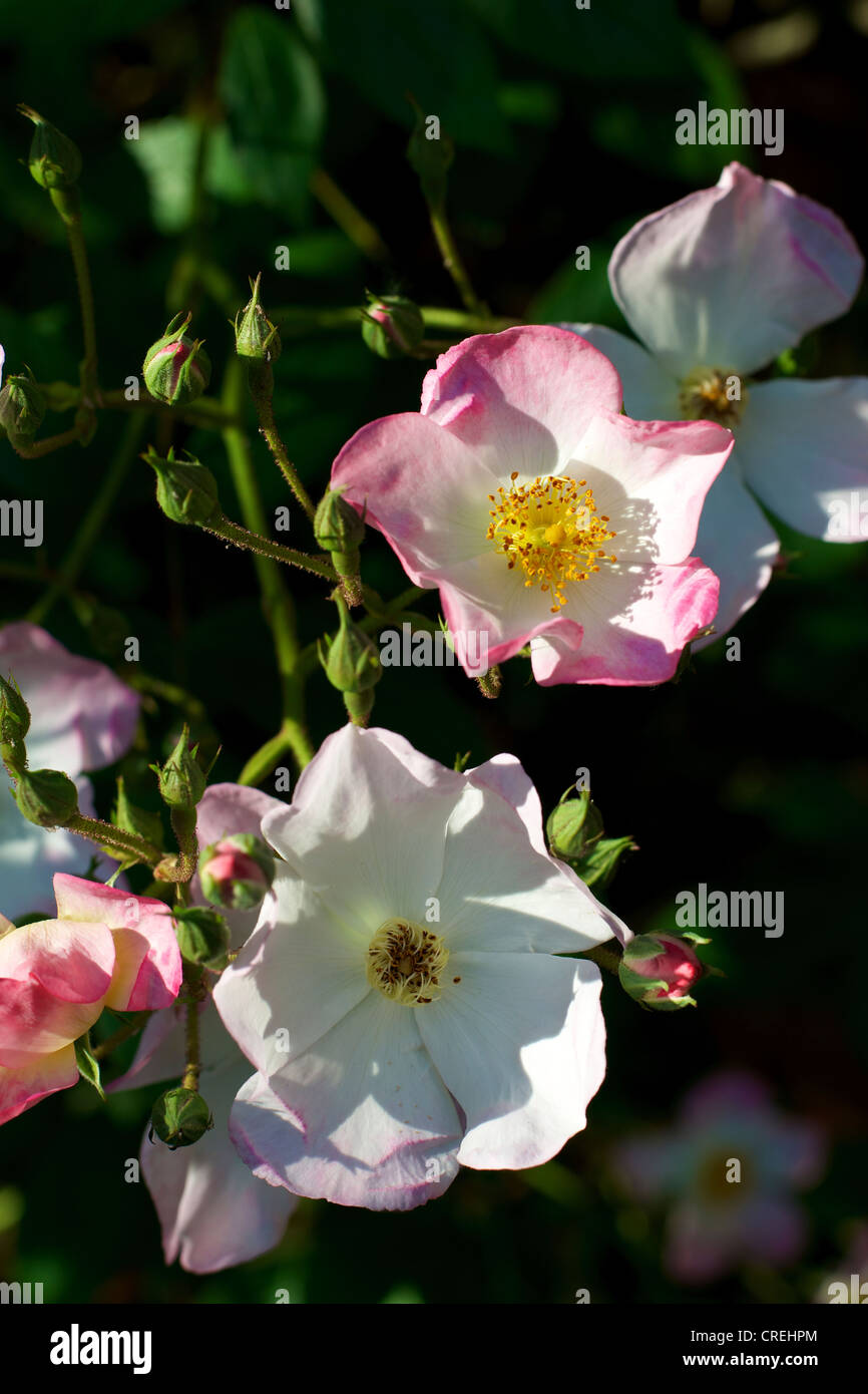 Francis lester rose hi-res stock photography and images - Alamy
