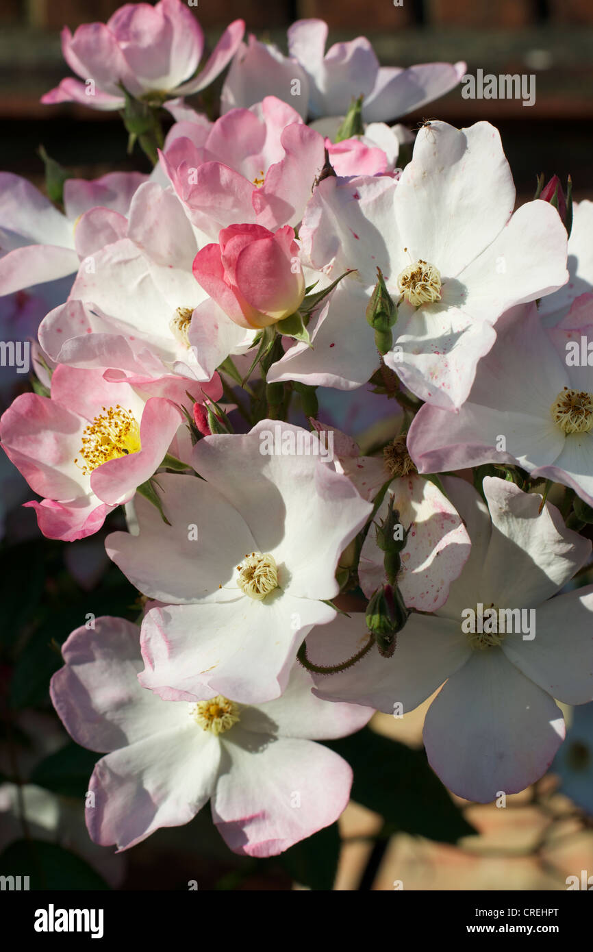 Francis lester rose hi-res stock photography and images - Alamy