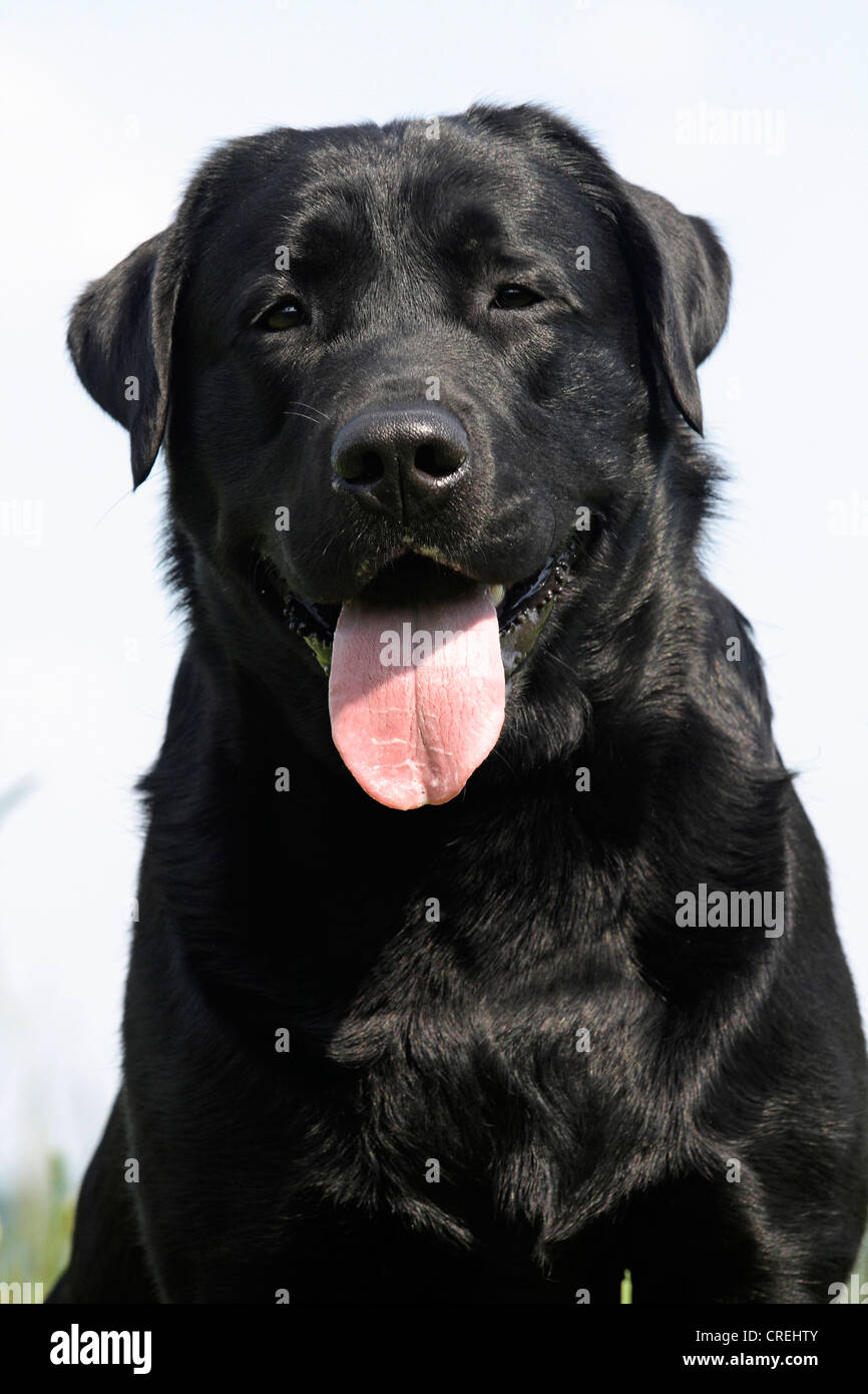 Labrador Retriever (Canis lupus f. familiaris), portrait Stock Photo ...