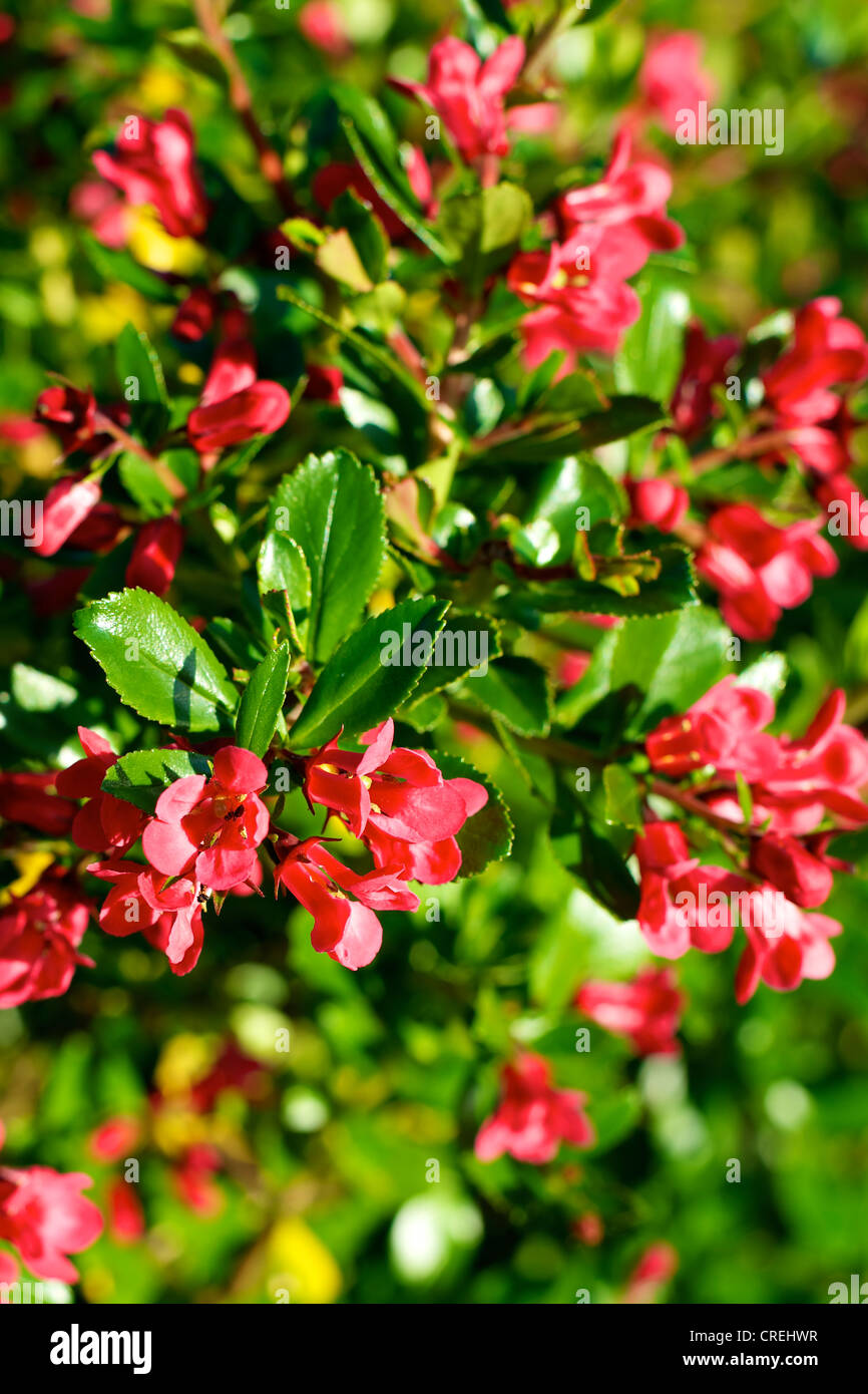 Close-up of Escallonia Rubra Crimson Spire bushy shrub green waxy leaves and red flowers in June Stock Photo