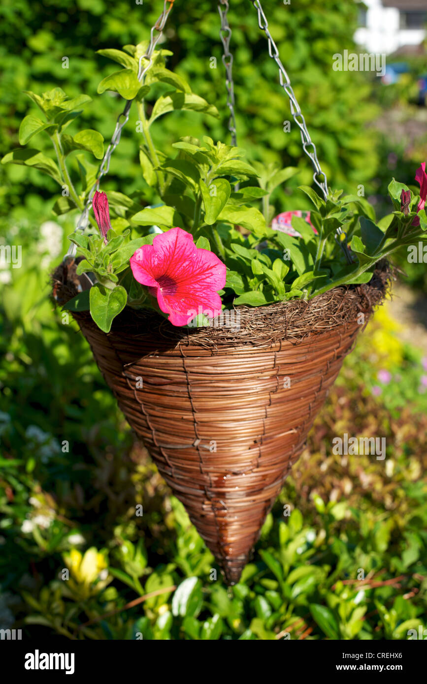 Petunia Surfinia Pink Vein Suntosol flowers growing in a hanging basket