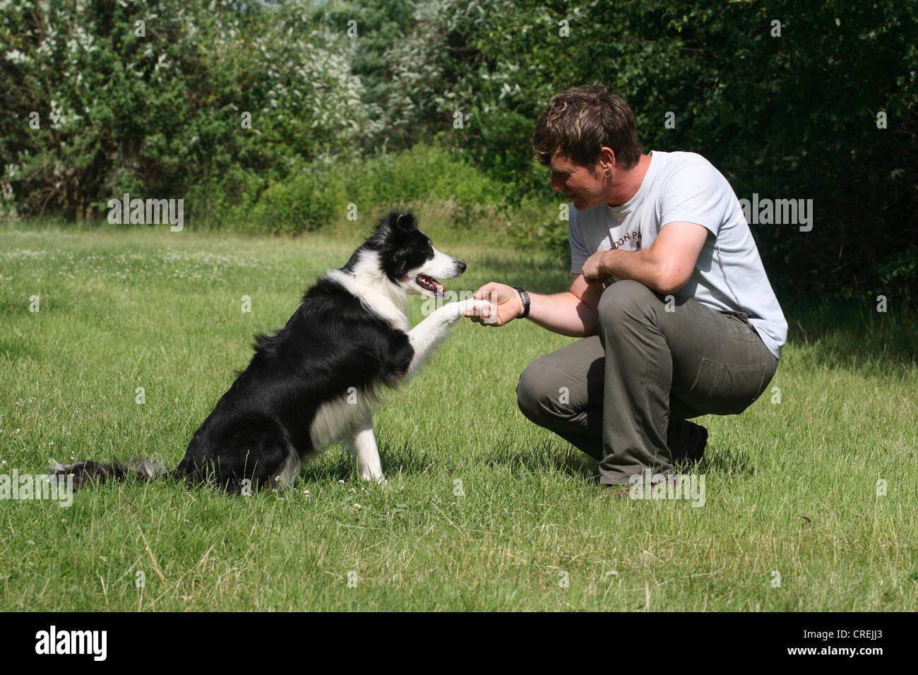 Border Collie (Canis lupus f. familiaris), man with dog on meadow, giving the paw Stock Photo - Alamy