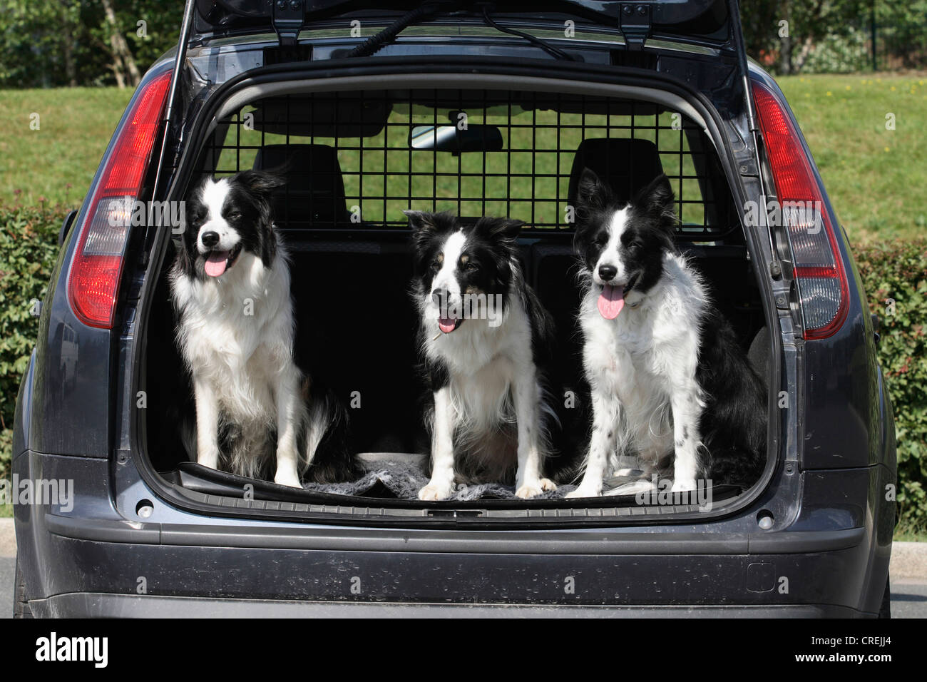 Border Collie (Canis lupus f. familiaris), three dogs side by side in a