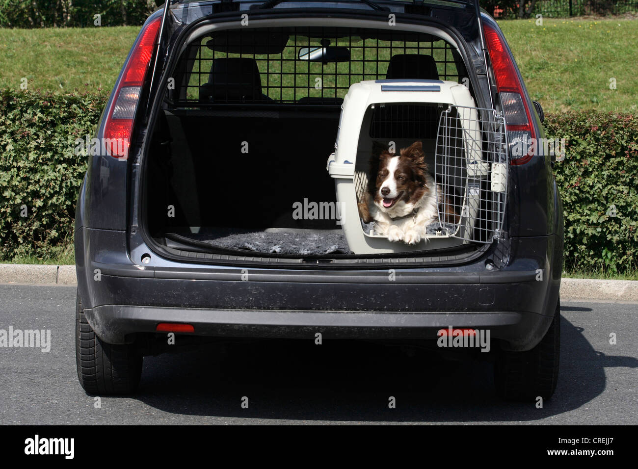 dog boot cage