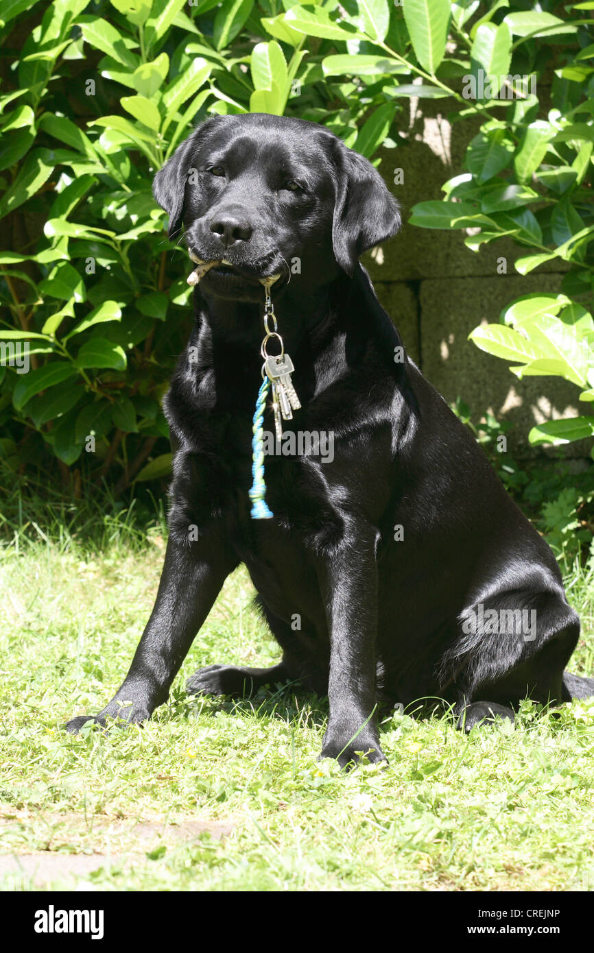 Labrador Retriever (Canis lupus f. familiaris), sitting in garden with ...