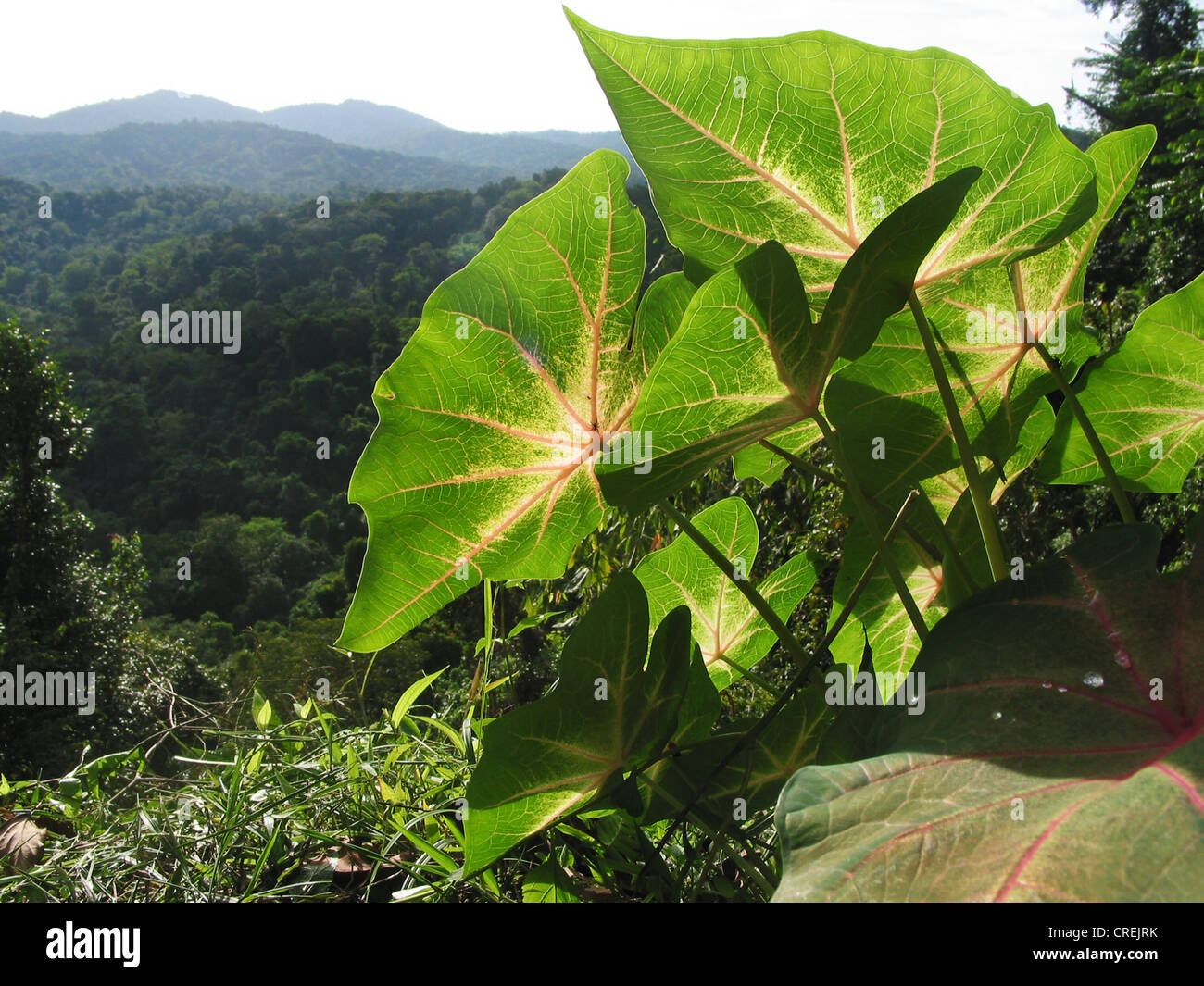fancy-leafed caladium (Caladium bicolor), Large leaves, sun irradiated, almost transparent with fine veins on the carribean island Trinidad, Trinidad and Tobago, Trinidad Stock Photo