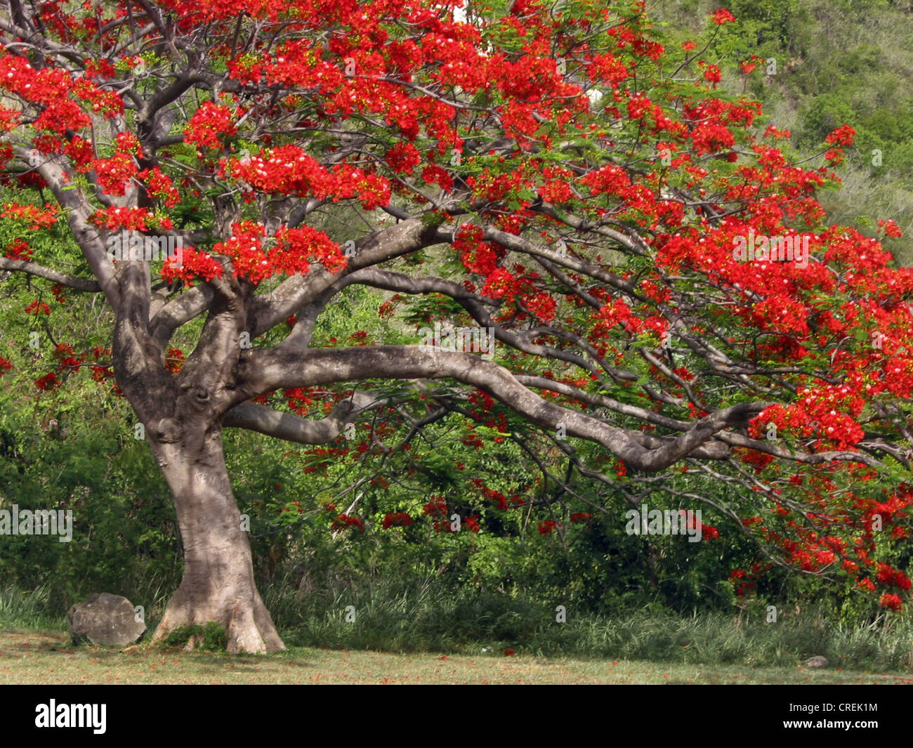 S regia hi-res stock photography and images - Alamy