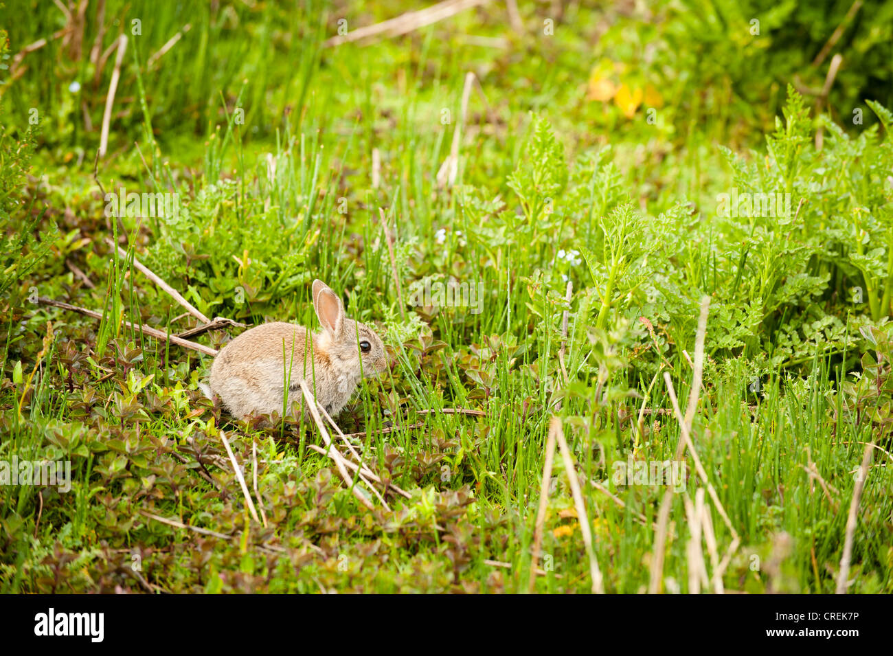 Skomer Rabbits Wild Rabbit, Oryctolagus cuniculus, on Skomer, South Wales, United ...