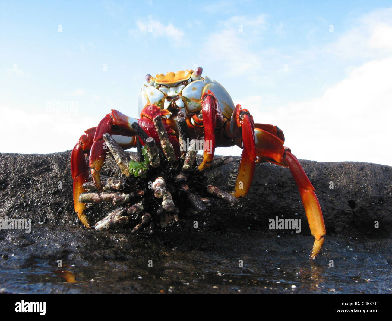 Sally lightfoot crab, mottled shore crab (Grapsus grapsus), Crab catches  sea urchins on the island of Santiago in the Galapagos Islands, Ecuador, Galapagos Islands, Galapagos Stock Photo