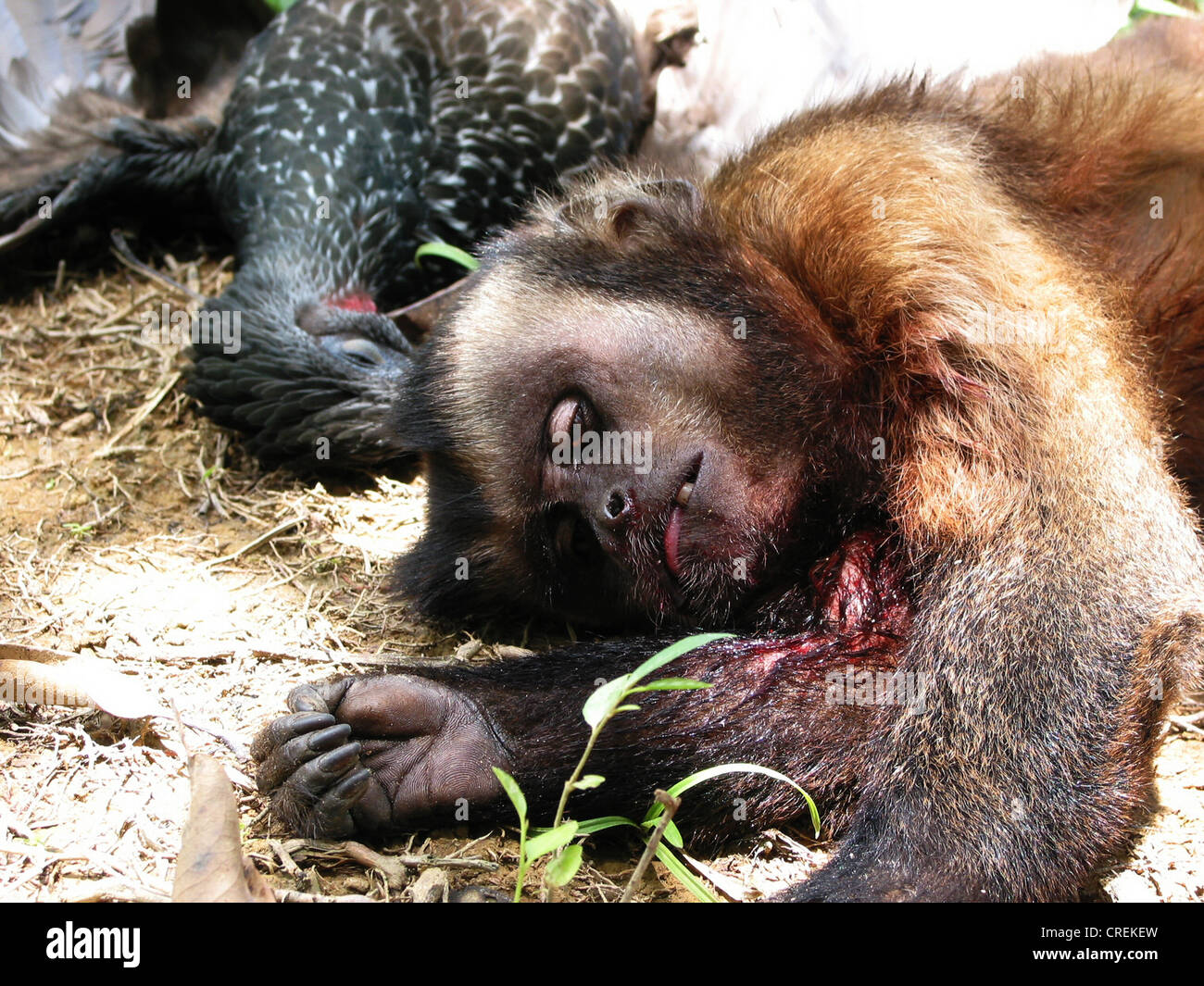 a monkey and a bird as prey in the jungle on the Marowijne River, Suriname, Marowijne, Loka Loka Stock Photo