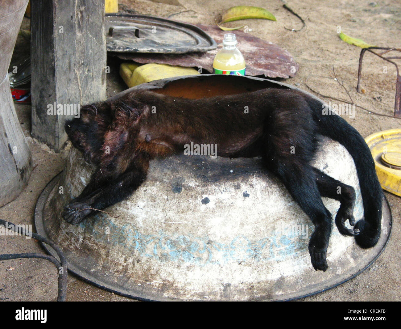 Dead monkey on pot in the village Loka Loka on the banks of the Marowijne River, Suriname, Marowijne, Loka Loka Stock Photo