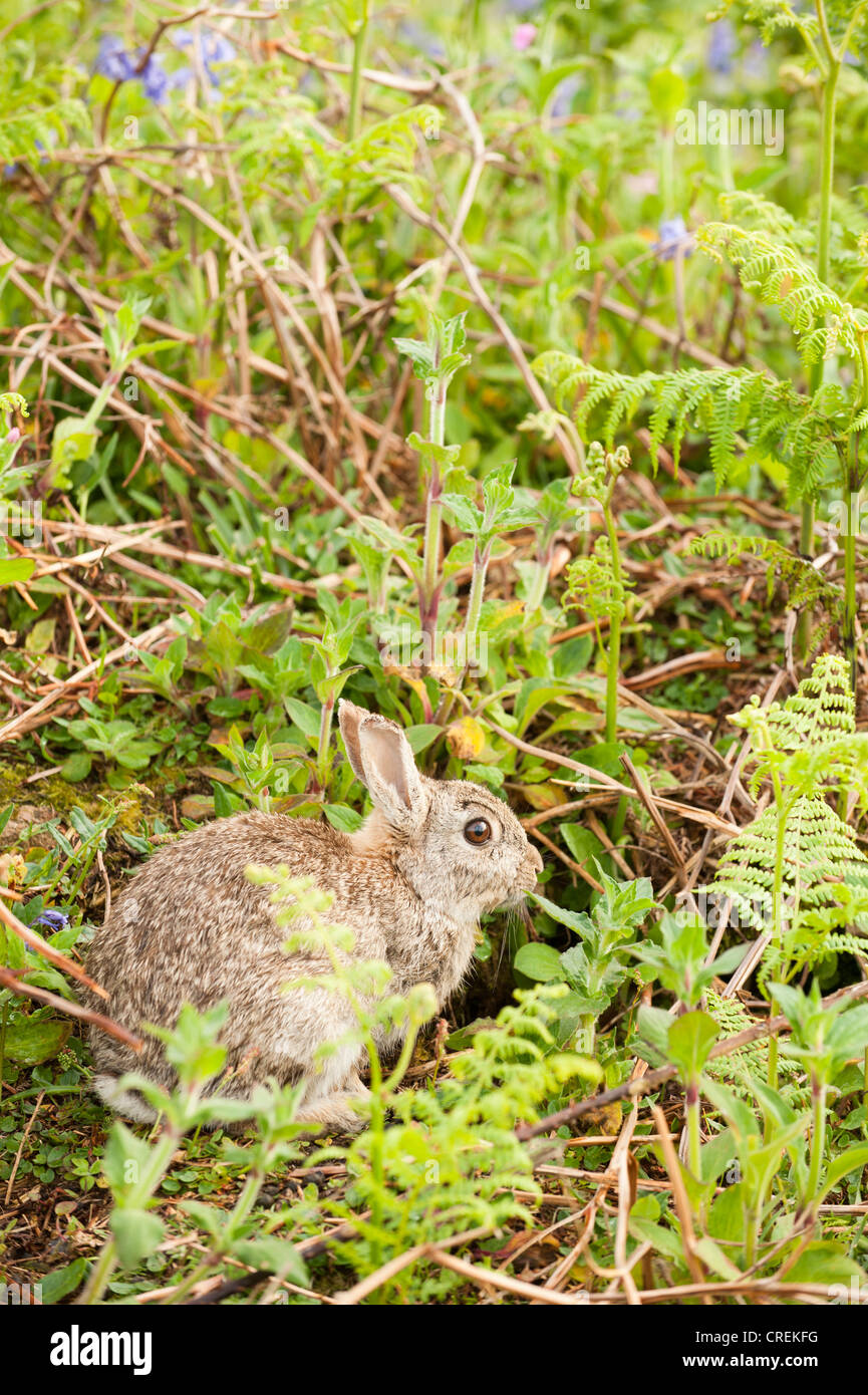 Skomer Rabbits Wild Rabbit, Oryctolagus cuniculus, on Skomer, South Wales, United ...