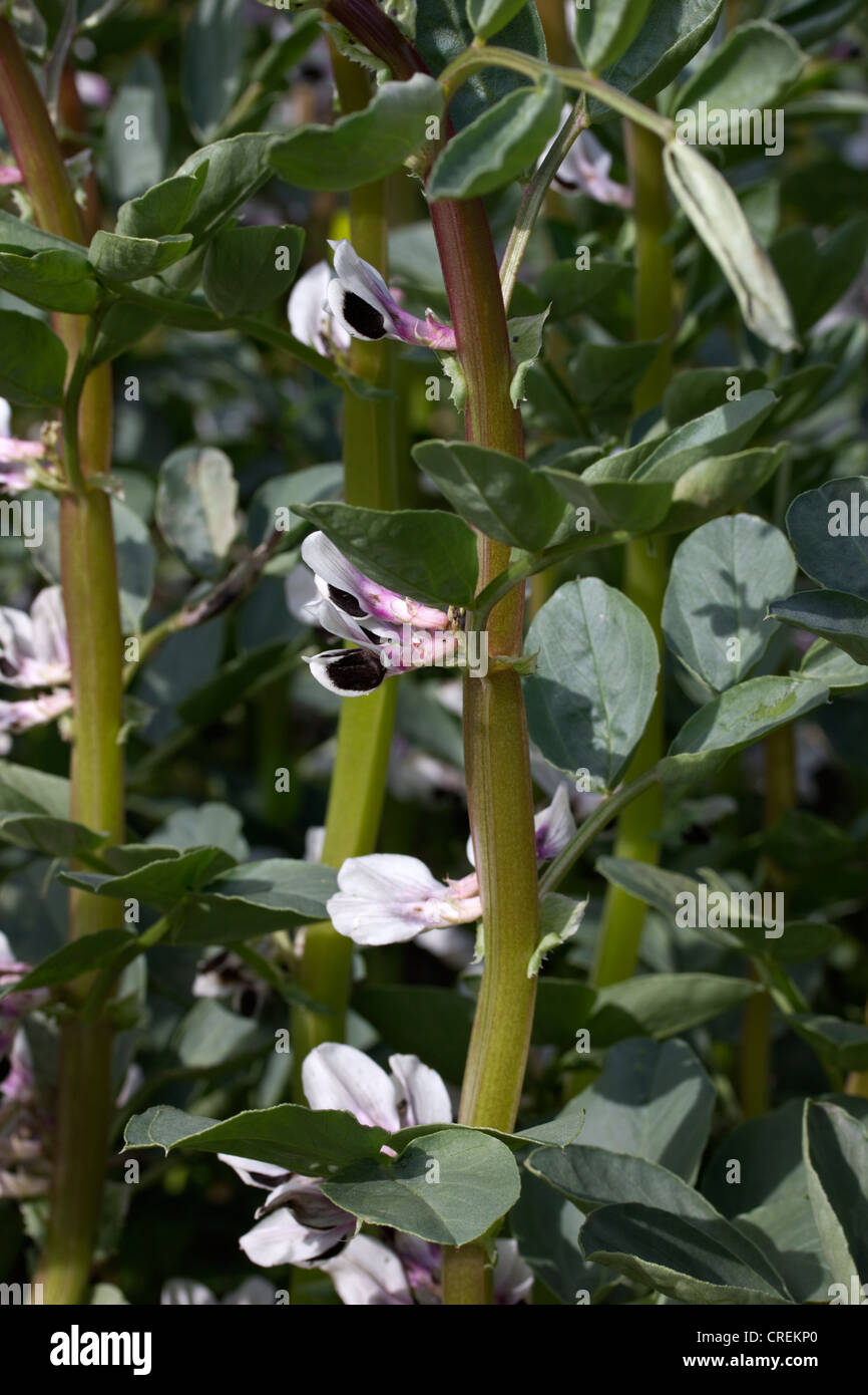 Field beans hires stock photography and images Alamy