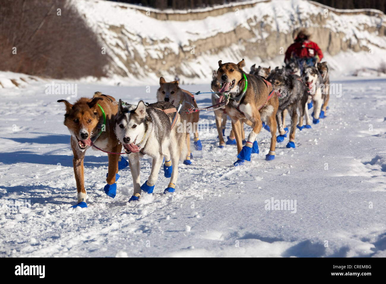 Running dog team, sled dogs, mushing, Alaskan Huskies, 2009 champion musher Sebastian Schnuelle at the start of the Yukon Quest Stock Photo