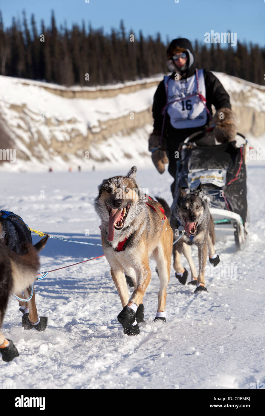 Running dog team, sled dogs, mushing, Alaskan Huskies, young First Nation musher Josh Cadzow at the start of the Yukon Quest 1, Stock Photo