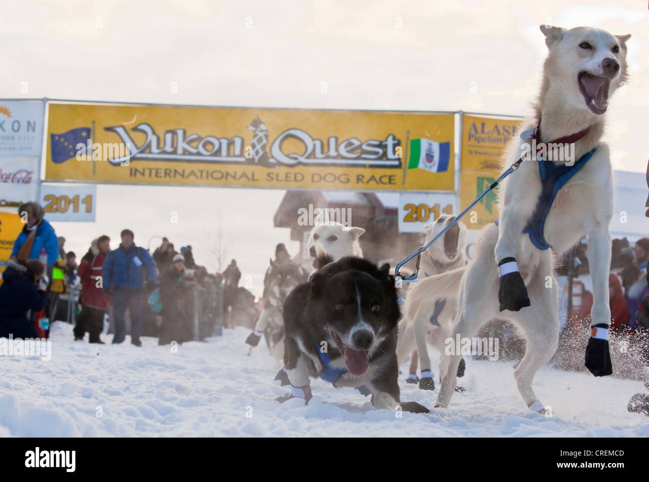 Dog team, sled dog, jumping, excited, leaders, Alaskan Huskies at the start of the Yukon Quest 1, 000-mile International Sled Stock Photo