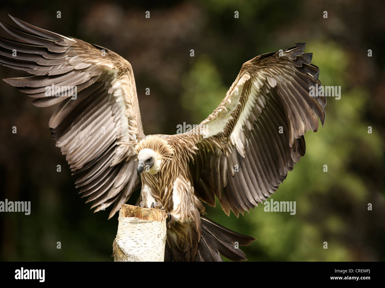 Portrait of a Griffon Vulture in flight Stock Photo