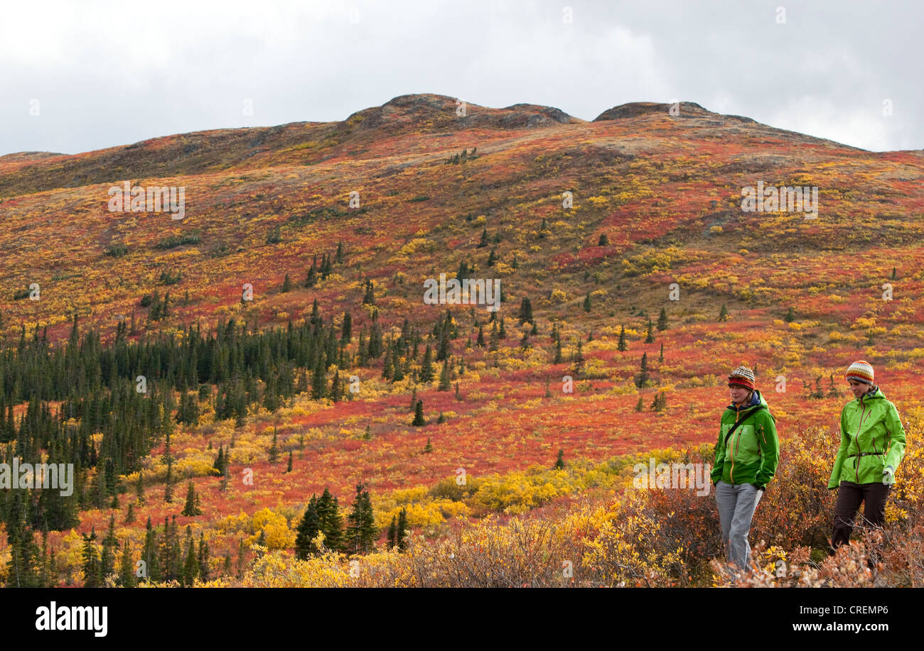 Two women hiking in sub alpine tundra, Indian summer, leaves in fall colours, autumn, near Fish Lake, Yukon Territory, Canada Stock Photo