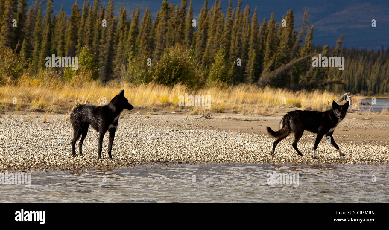 Two black sled dogs, Alaskan Huskies, gravel bar, Takhini River, Yukon Territory, Canada Stock Photo