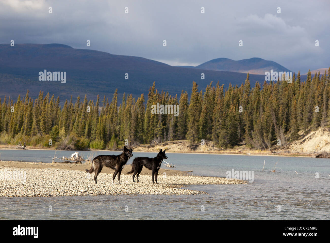 Two black sled dogs, Alaskan Huskies, gravel bar, Takhini River, Yukon Territory, Canada Stock Photo