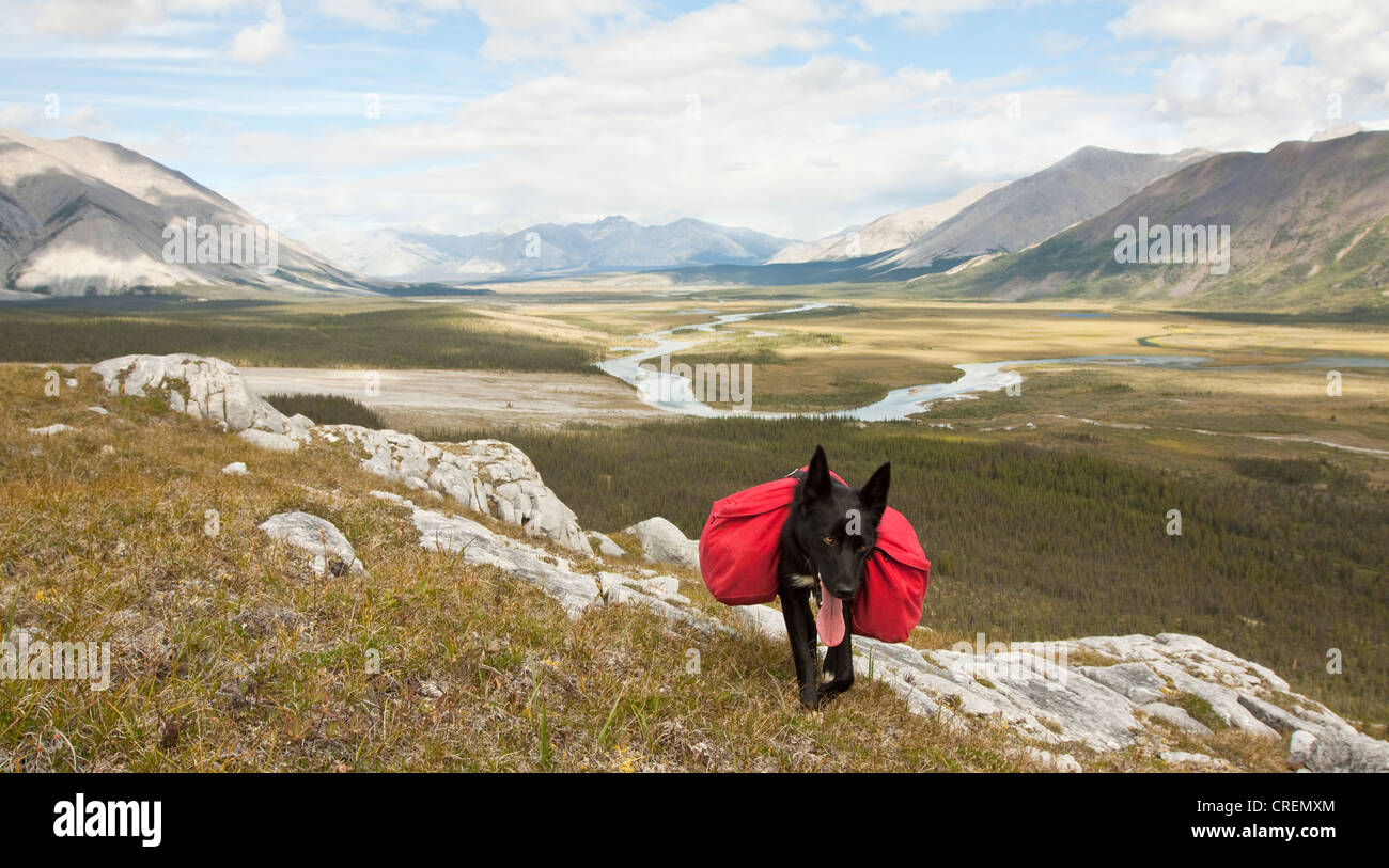 Pack dog, Alaskan Husky, sled dog, carrying a dog pack, backpack, Wind River and Mackenzie Mountains behind, Peel Watershed Stock Photo