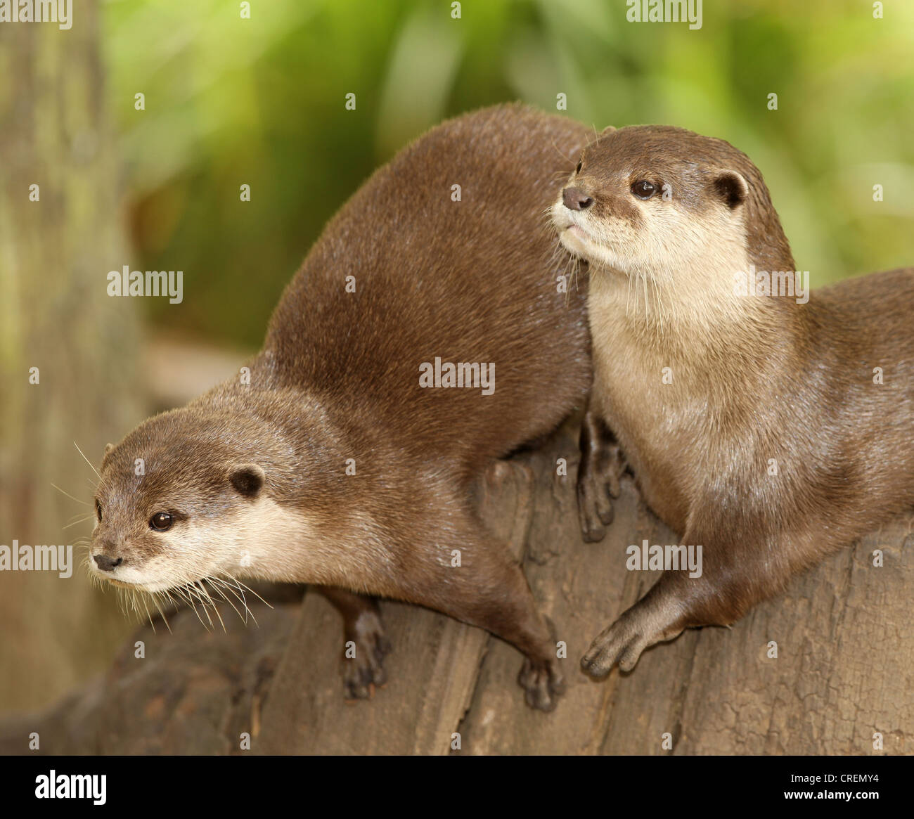 A pair of European Otters Stock Photo