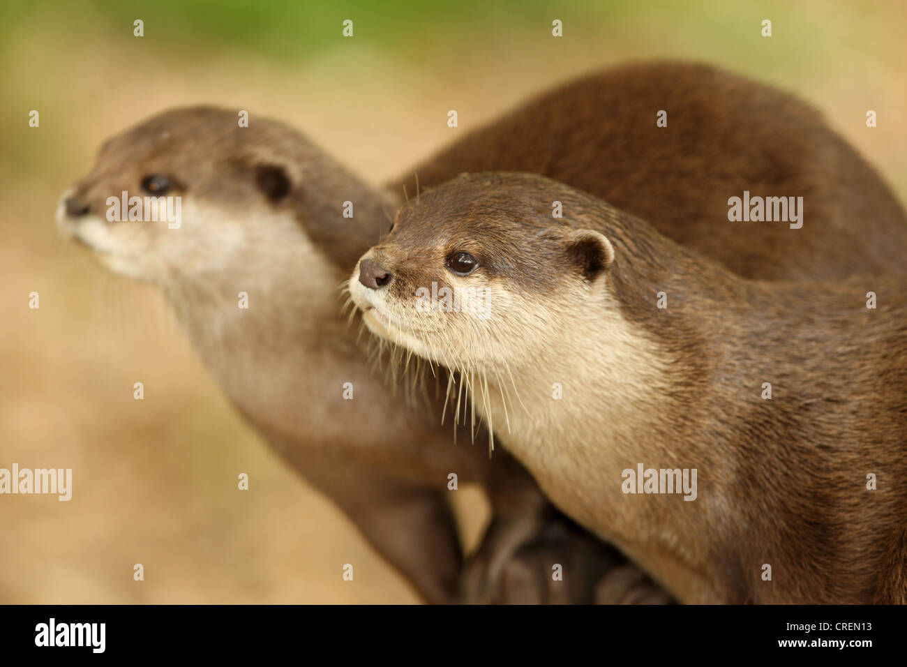 A pair of European Otters Stock Photo