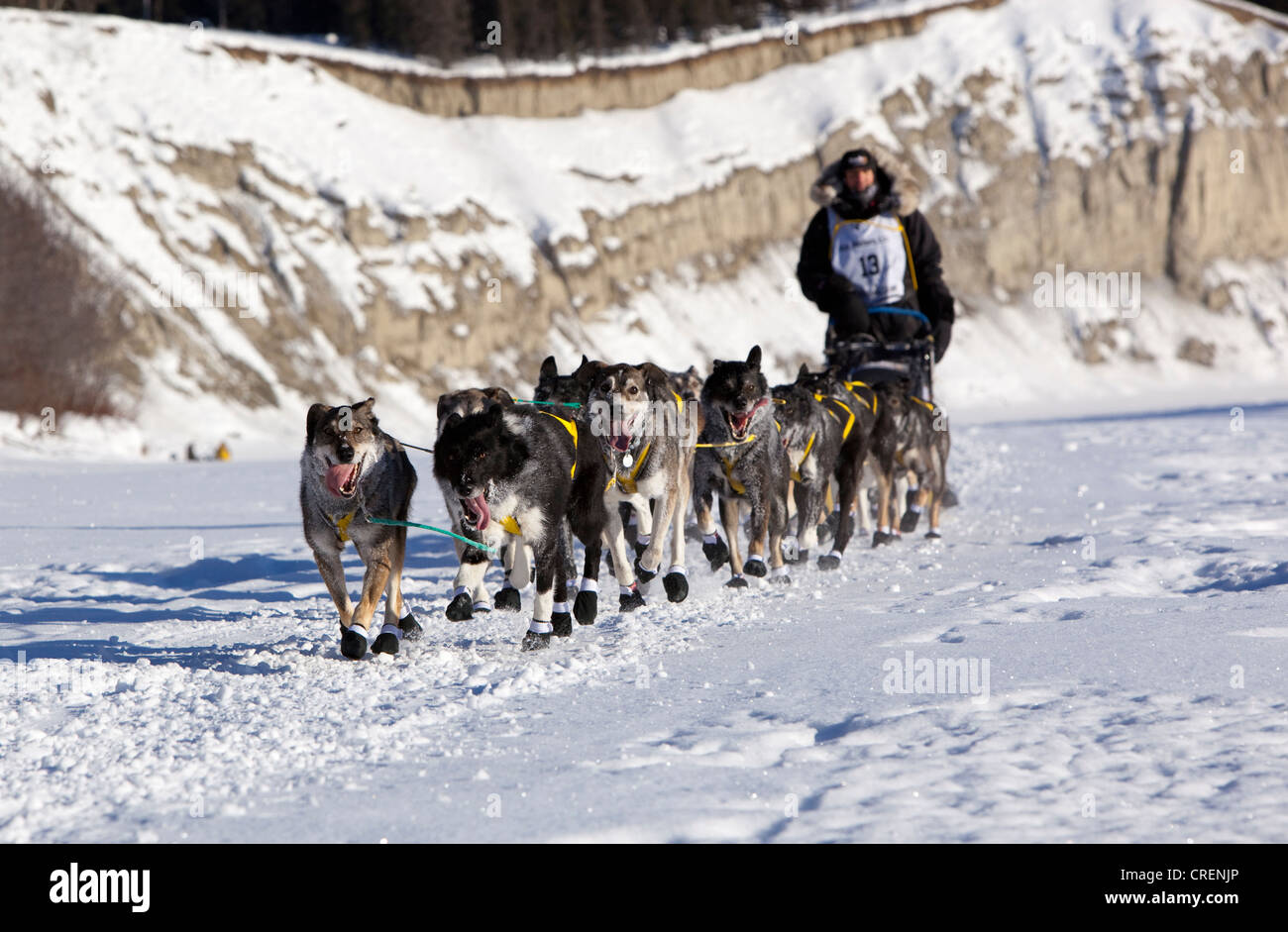 Running dog team, sled dogs of 4-time champion musher Hans Gatt, mushing, Alaskan Huskies at the start of the Yukon Quest Stock Photo