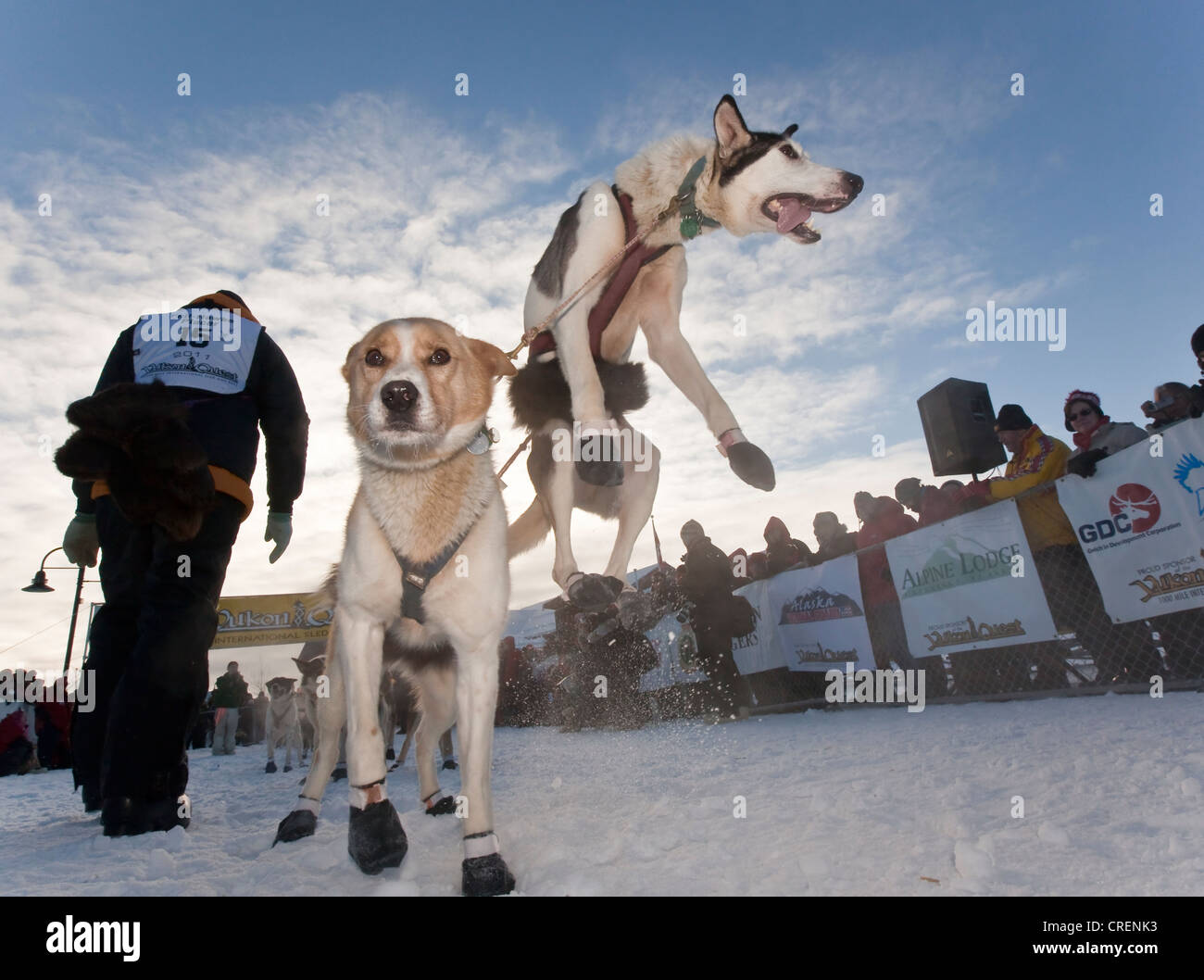 Dog team, sled dog, jumping, excited, lead dog, Alaskan Huskies at the start of the Yukon Quest 1000-mile International Sled Dog Stock Photo