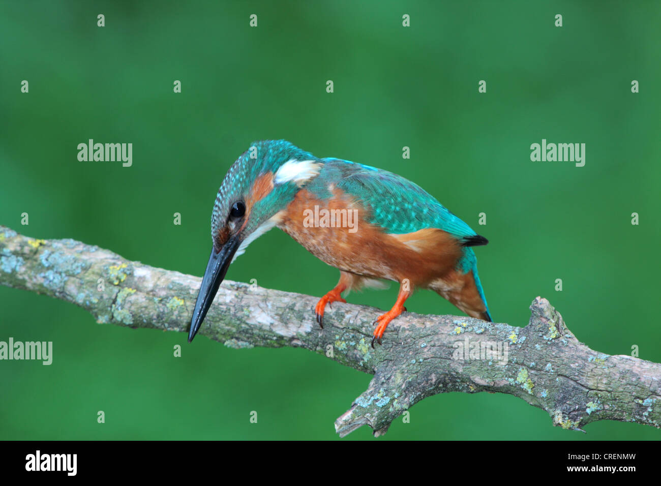 river kingfisher (Alcedo atthis), male on a lookout, Germany, Bavaria Stock Photo