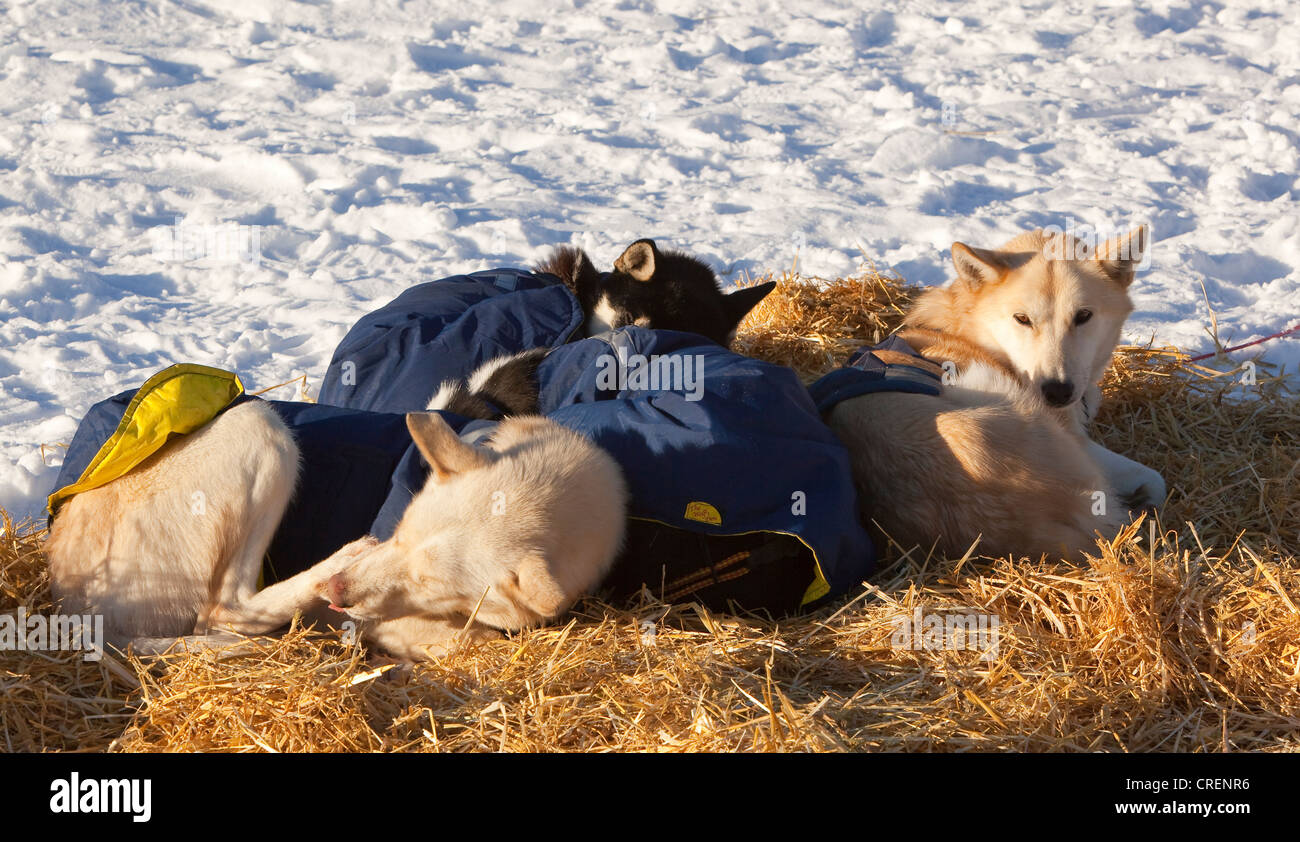 Resting sled dogs, dog jackets, Alaskan Huskies, straw, Pelly Crossing checkpoint, Yukon Quest 1, 000-mile International Sled Stock Photo