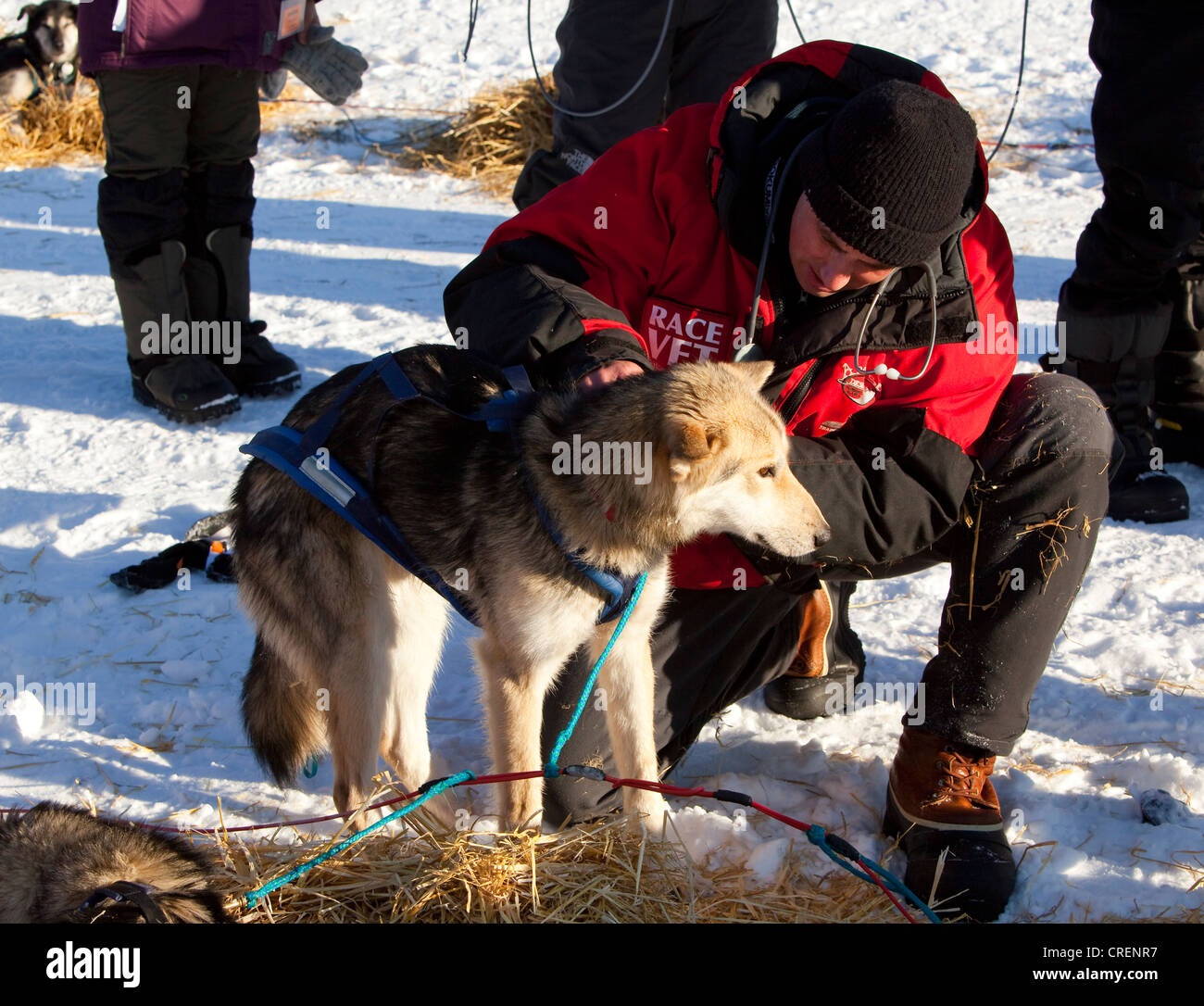 Veterinarian examining sled dog, Alaskan Husky, stethoscope, in Pelly Crossing Checkpoint, Yukon Quest 1, 000-mile International Stock Photo