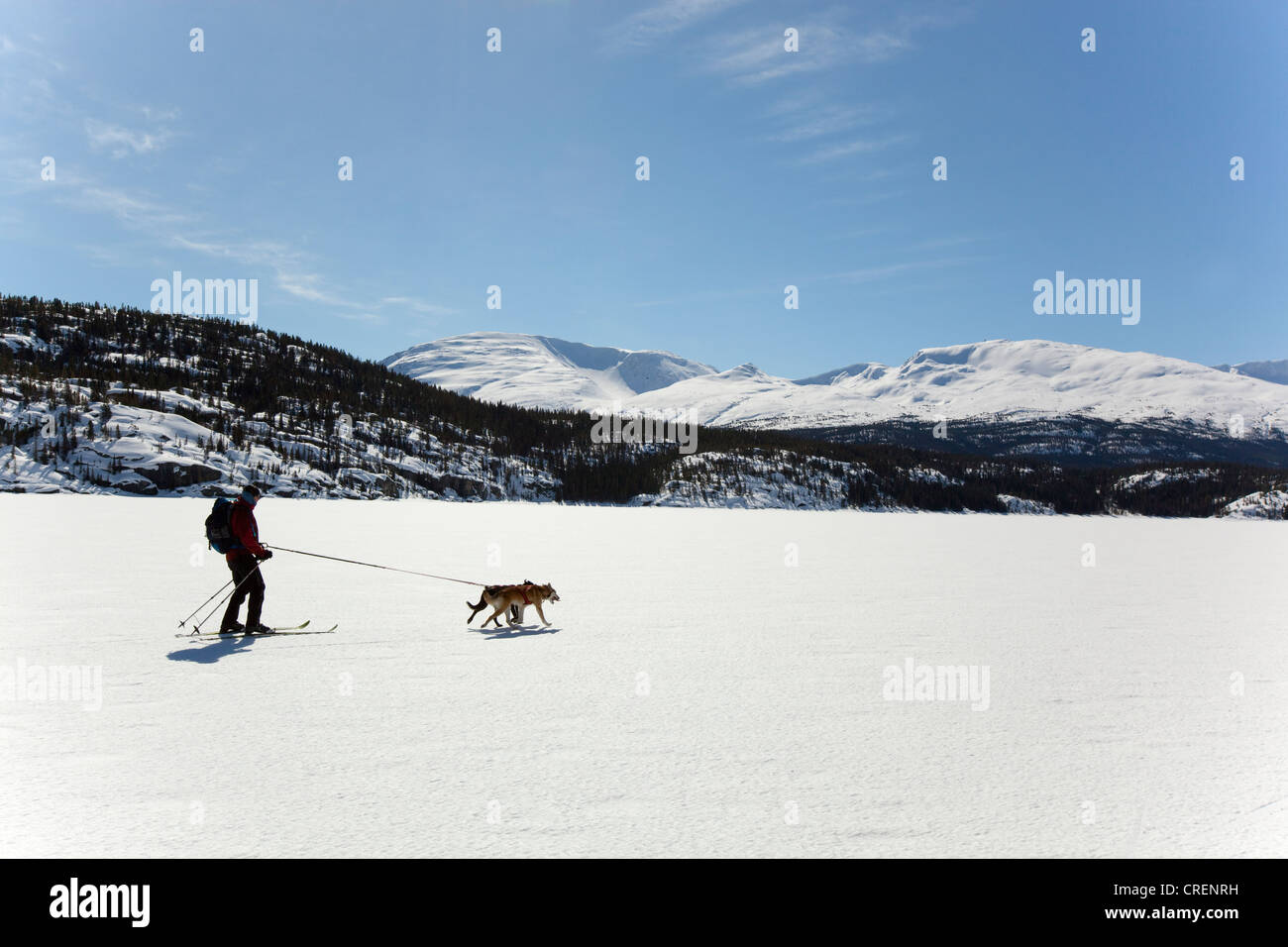Woman skijoring, skijoering, sled dogs pulling cross country skier, dog sport, Alaskan Huskies, frozen Lake Lindeman Stock Photo