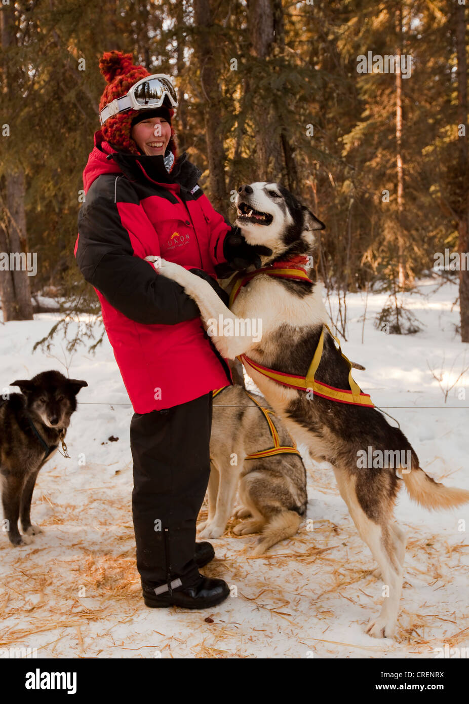 Young woman, dog musher cuddling sled dog in harness, Alaskan Husky, Yukon Territory, Canada Stock Photo