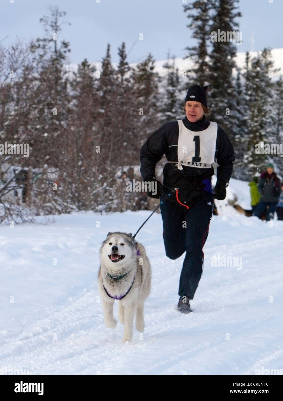 Sled dog, Siberian Husky, pulling a running man, canicross, dog sport, sled dog race near Whitehorse, Yukon Territory, Canada Stock Photo