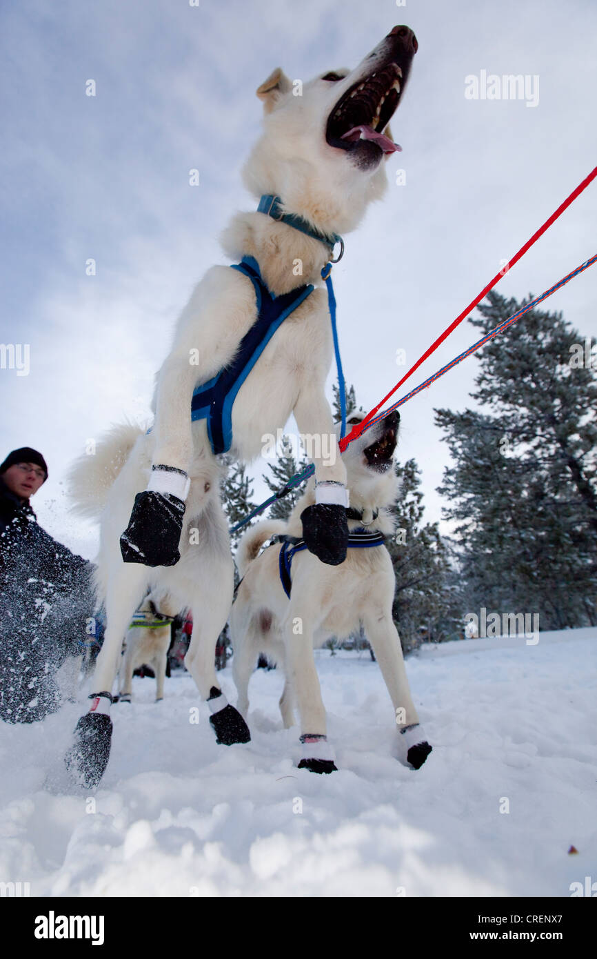 Dog sledding yukon hi-res stock photography and images - Alamy