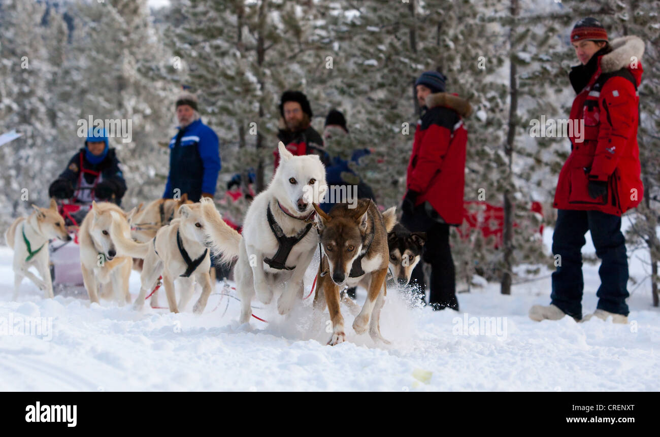 Alaskan Huskies, running sled dogs, dog team, dog sledding, mushing, Carbon Hill dog sled race, Mt. Lorne, near Whitehorse Stock Photo