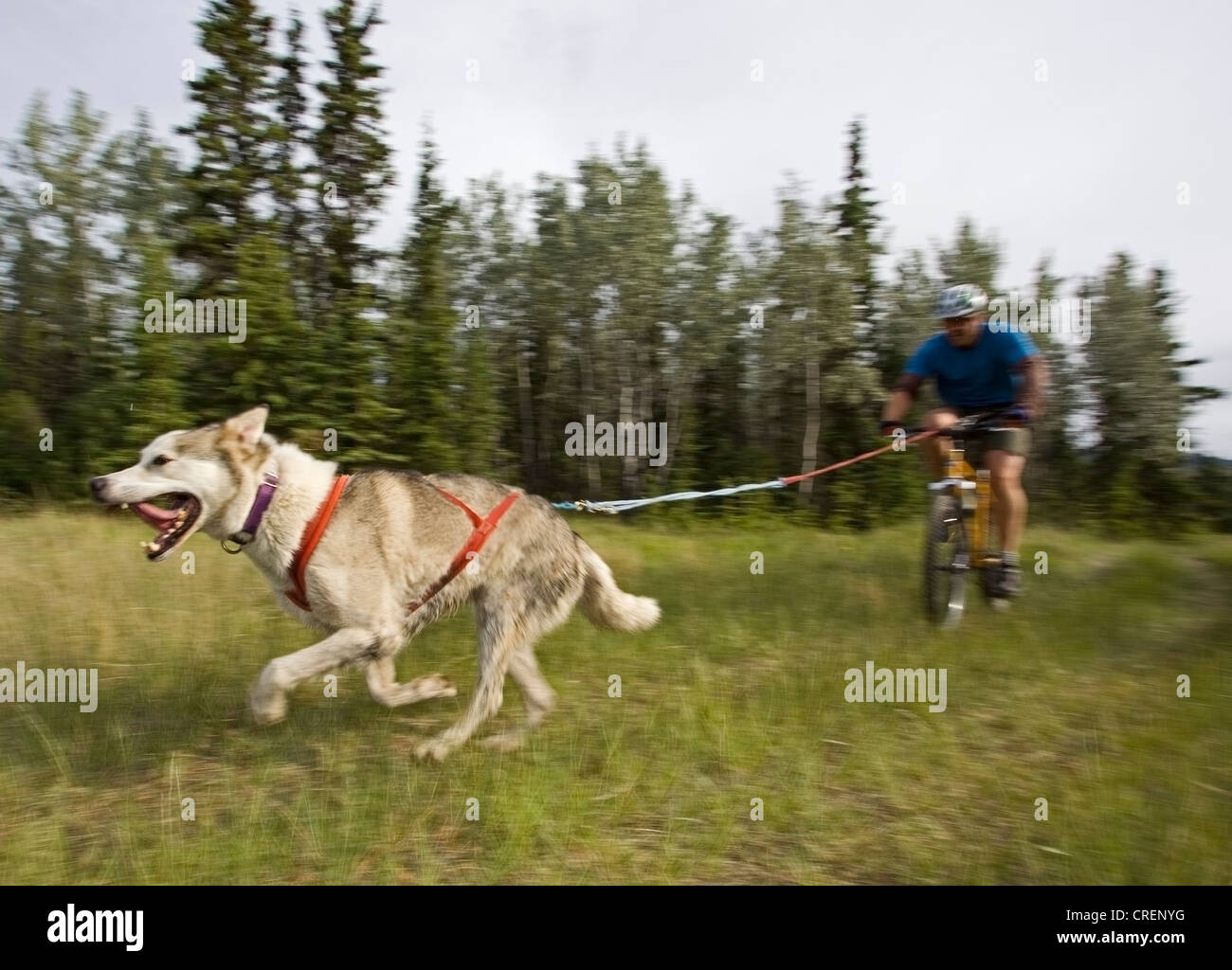 Alaskan Husky, pulling a mountain bike, man bikejoring, bikejoering, dog sport, dry land sled dog race, Yukon Territory, Canada Stock Photo