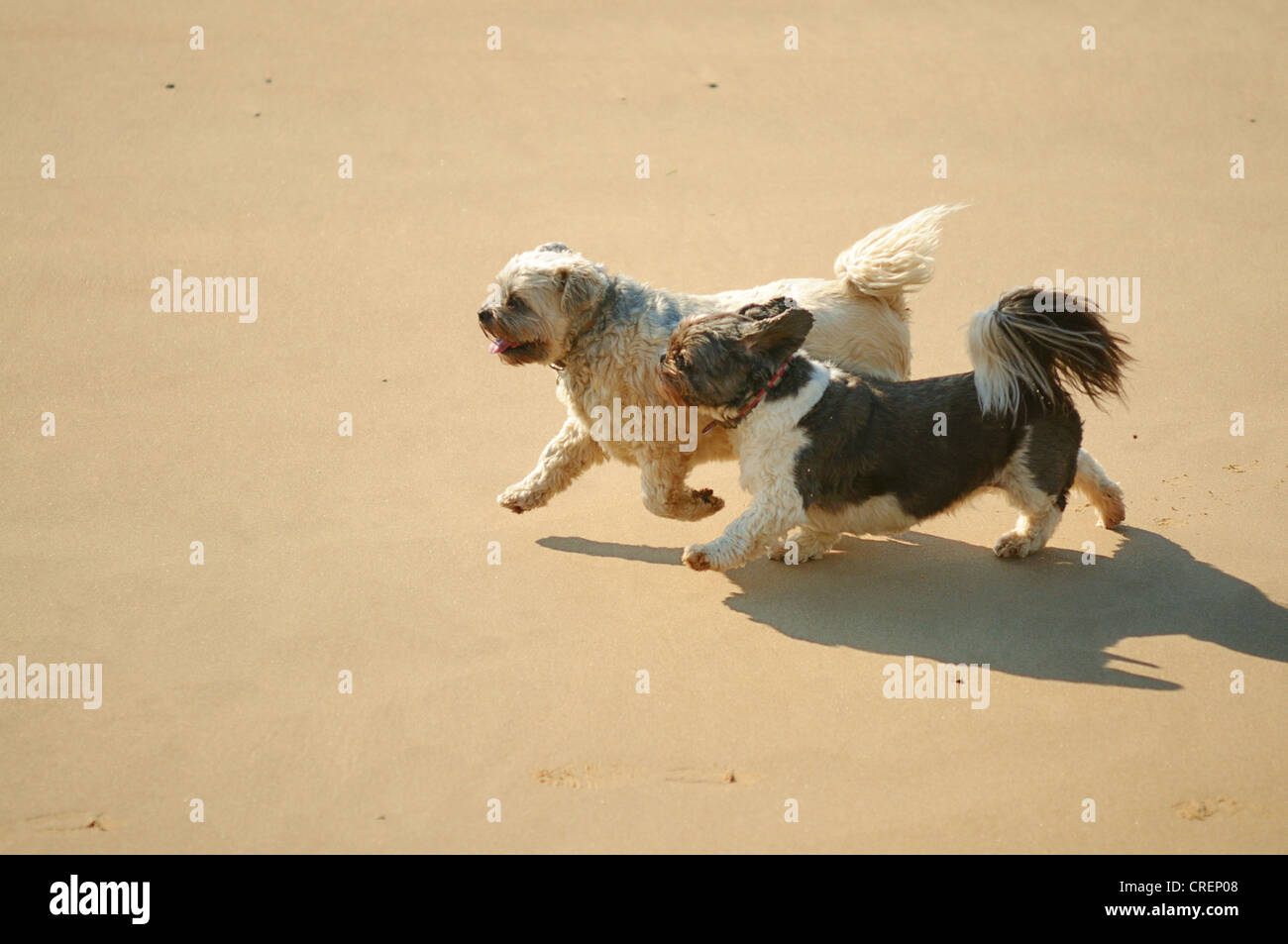 Two dogs running together along a sandy beach Stock Photo