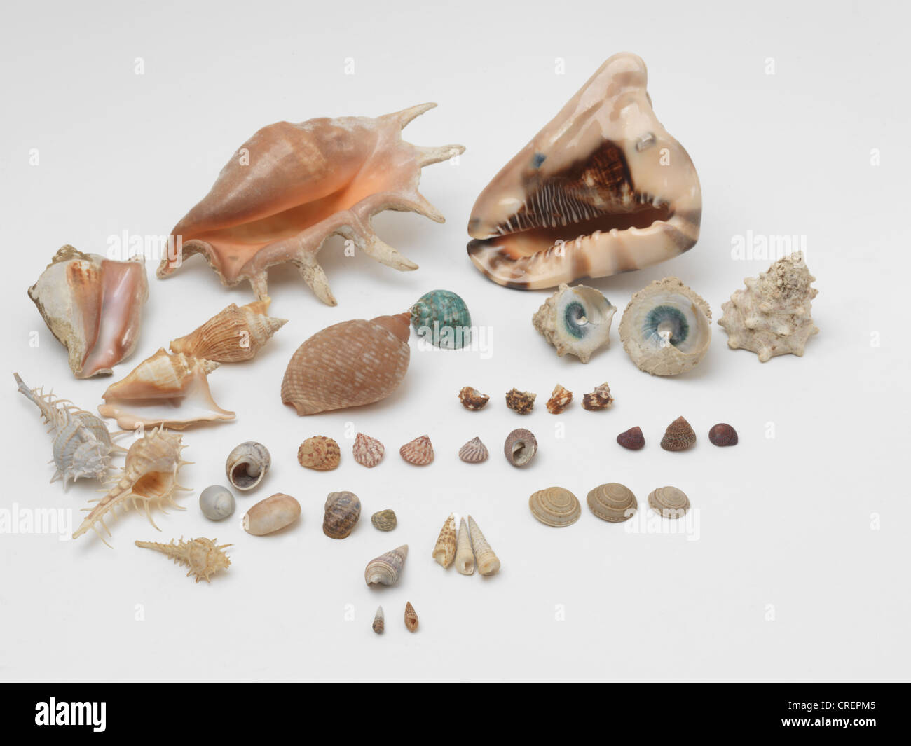 Shells One Piece Coiled Sea Snails Stock Photo