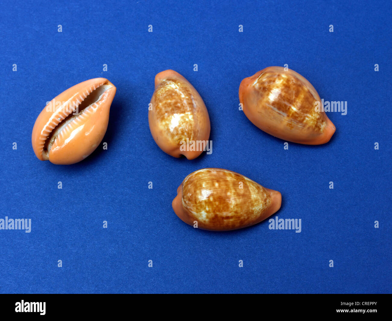 Cypraea Pyrum Pear Cowrie Stock Photo Alamy