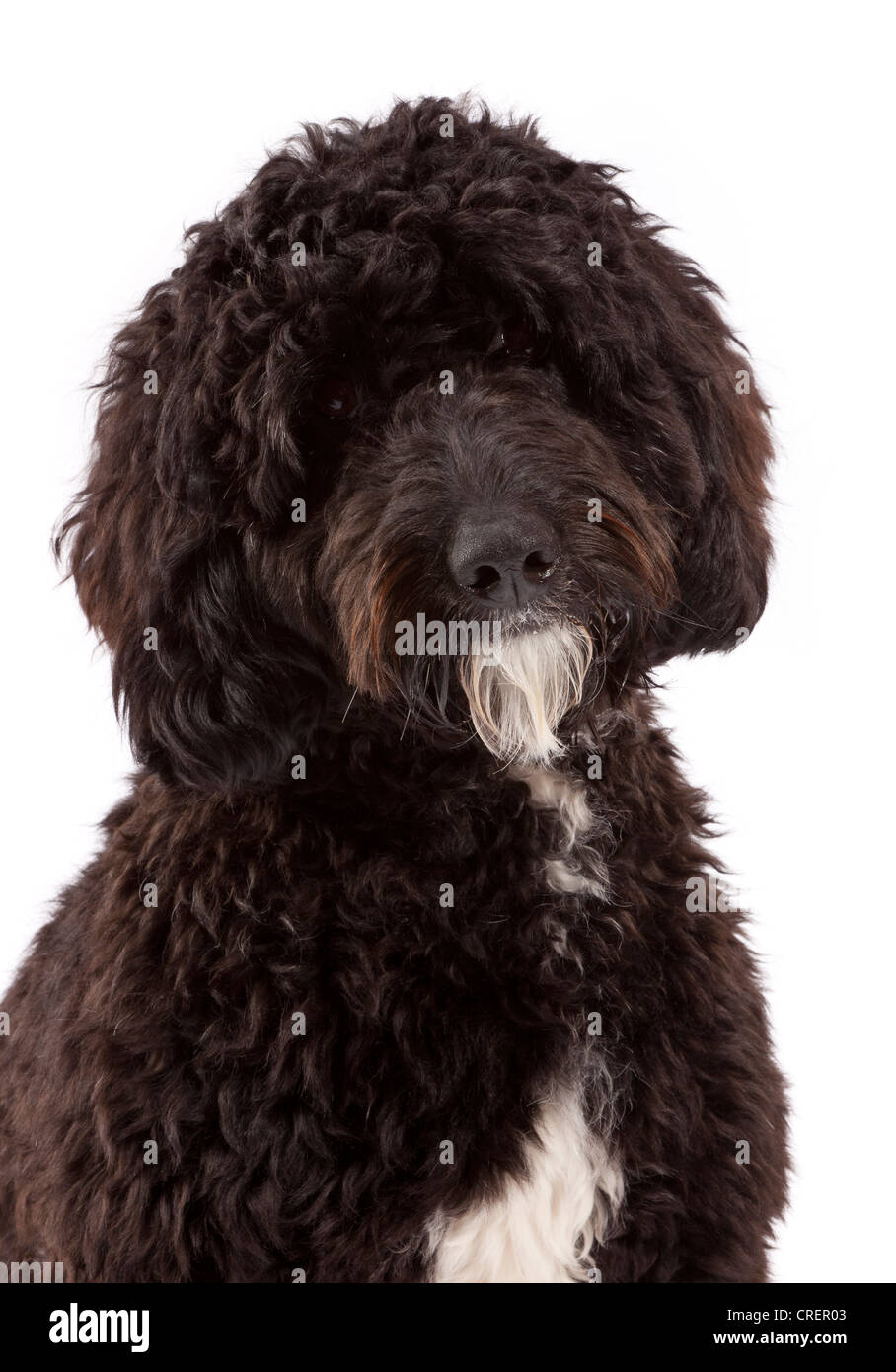 Cockerpoo male dog at 1 year old. Cross between a Cocker Spaniel and a Poodle. Stock Photo