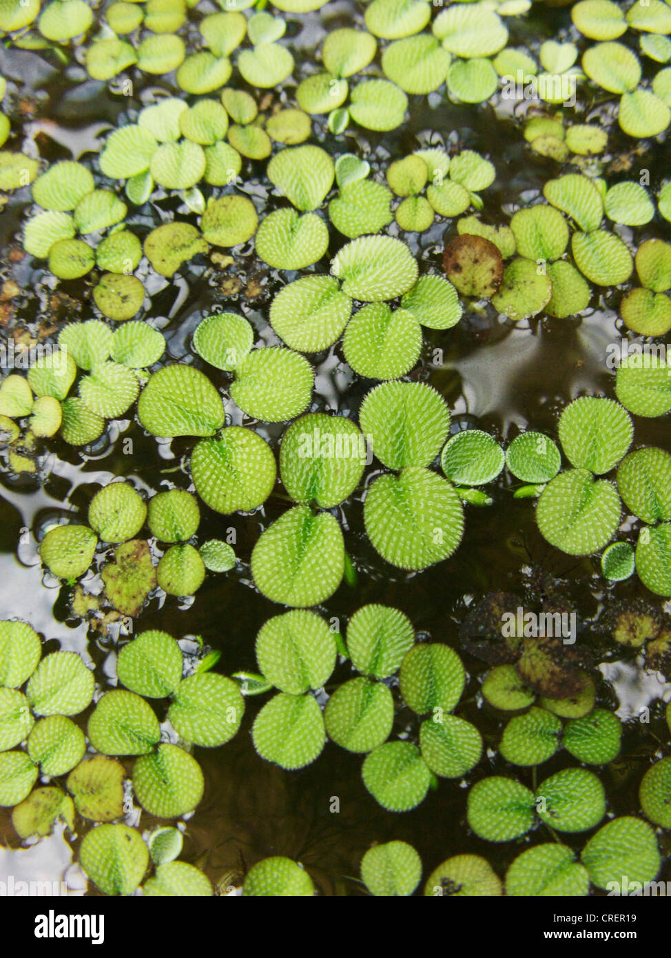 Water spangles, Floating Moss, Floating Fern, water fern (Salvinia minima), floating individuals Stock Photo