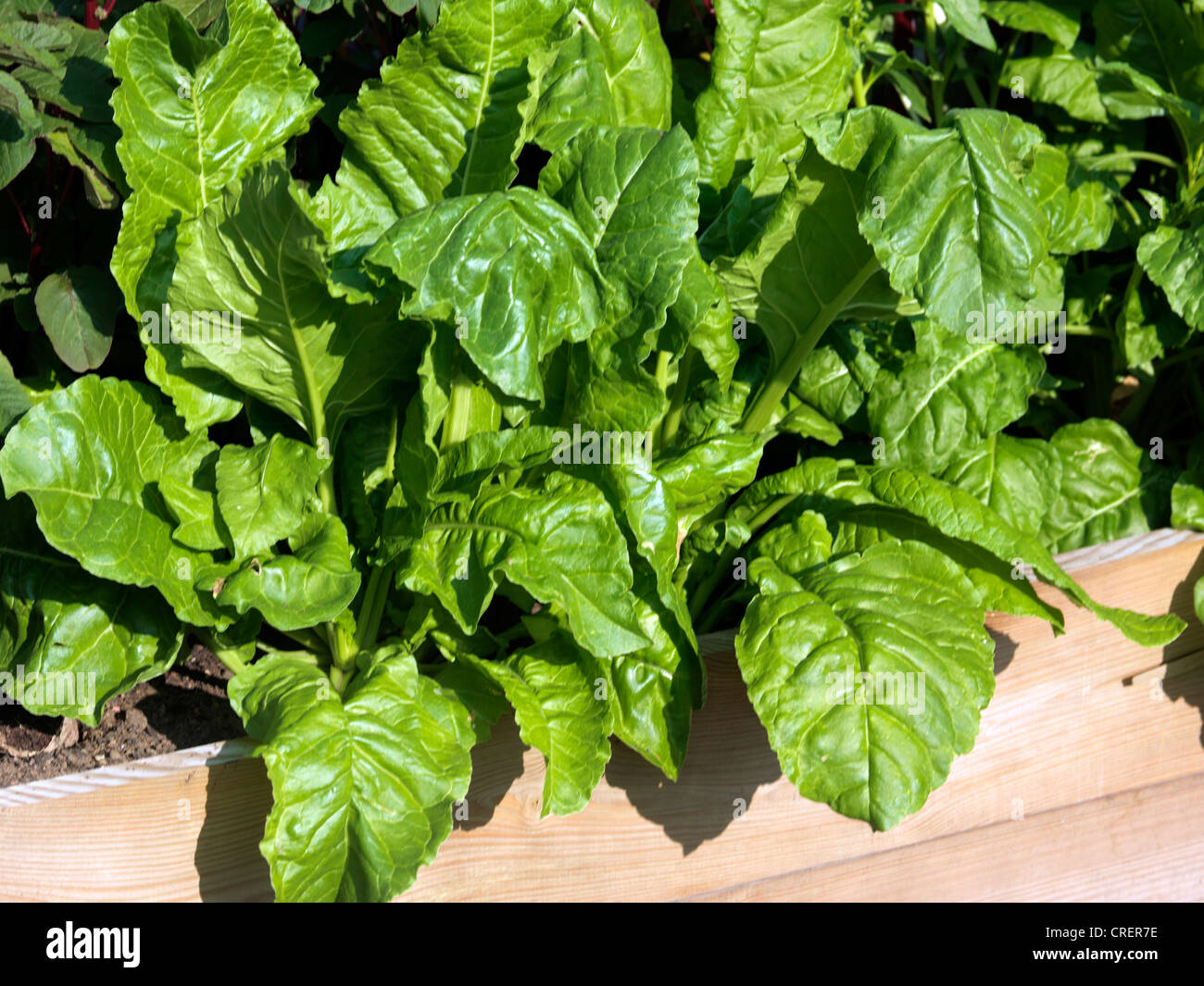 Spinach Growing in a Raised Bed Stock Photo Alamy
